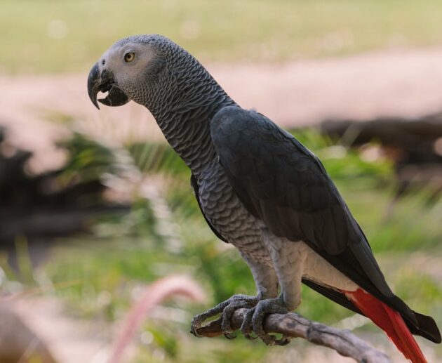 découvrez des éditions rares de mangas et enrichissez votre collection avec des trésors de l'univers manga.